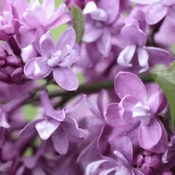 Paprastoji alyva - Syringa vulgaris Krasavitsa Moskvy