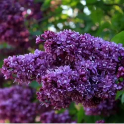 Paprastoji alyva - Syringa vulgaris Krasavitsa Moskvy