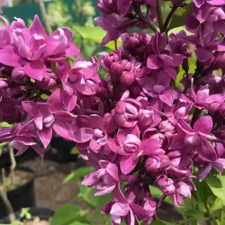 Paprastoji alyva - Syringa vulgaris Krasavitsa Moskvy