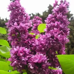 Paprastoji alyva - Syringa vulgaris Krasavitsa Moskvy
