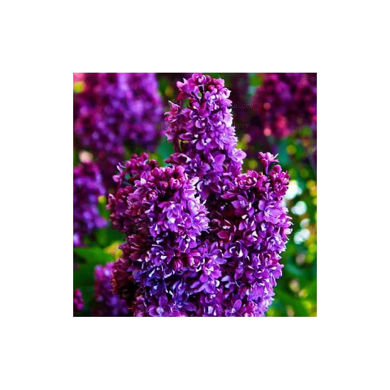 Alyvos - Syringa vulgaris OGNI DONBASSA