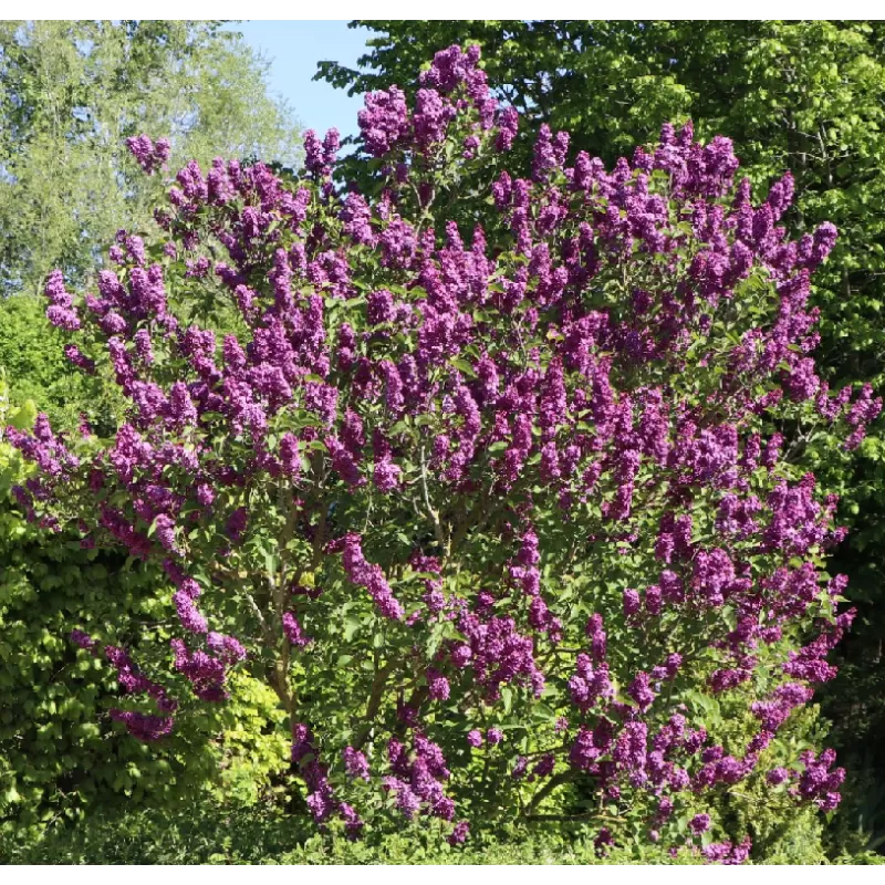 Syringa vulgaris ANDENKEN AN LUDWIG SPATH
