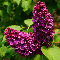 Alyvos - Syringa vulgaris ANDENKEN AN LUDWIG SPATH