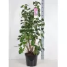 Syringa vulgaris ANDENKEN AN LUDWIG SPATH