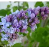 Alyvos - Syringa vulgaris CARPE DIEM