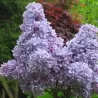 Alyvos - Syringa vulgaris CARPE DIEM