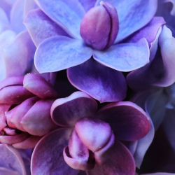 Alyvos - Syringa vulgaris CARPE DIEM