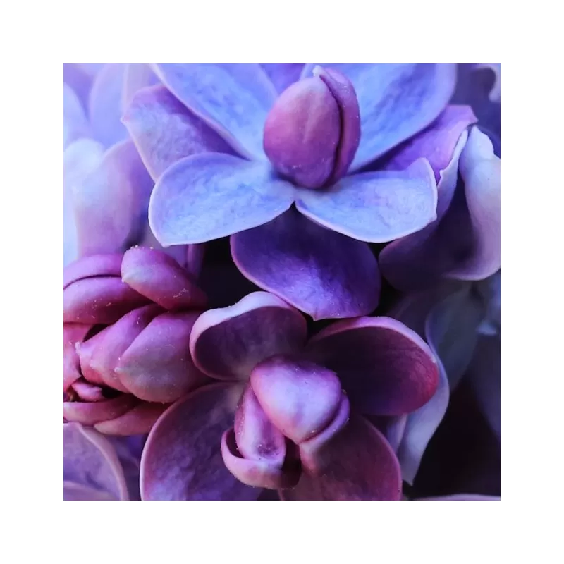 Alyvos - Syringa vulgaris CARPE DIEM