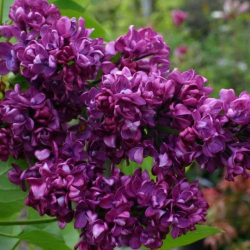 Alyvos - Syringa vulgaris CHARLES JOLY