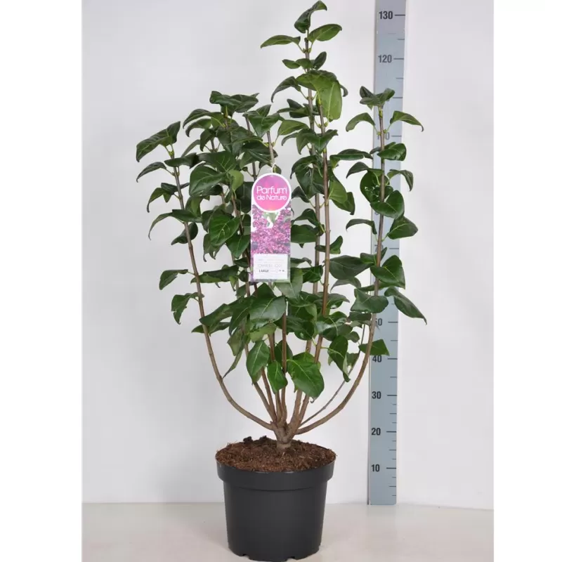 Alyvos - Syringa vulgaris CHARLES JOLY
