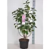 Alyvos - Syringa vulgaris CHARLES JOLY