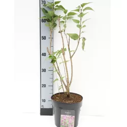 Paprastoji alyva - Syringa vulgaris Krasavitsa Moskvy