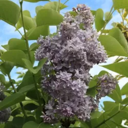 Alyvos - Syringa vulgaris OLIVIER DE SERRES