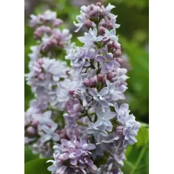 Alyvos - Syringa vulgaris OLIVIER DE SERRES