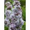 Paprastoji alyva - Syringa vulgaris Krasavitsa Moskvy