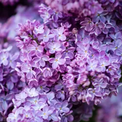 Alyvos - Syringa vulgaris OLIVIER DE SERRES