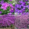 Darželinė aubretė - Aubrieta x cultorum Cascade Purple P9
