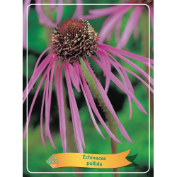 Blyškioji ežiuolė - Echinacea PALLIDA