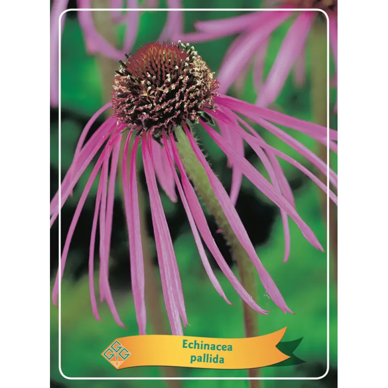 Blyškioji ežiuolė - Echinacea PALLIDA