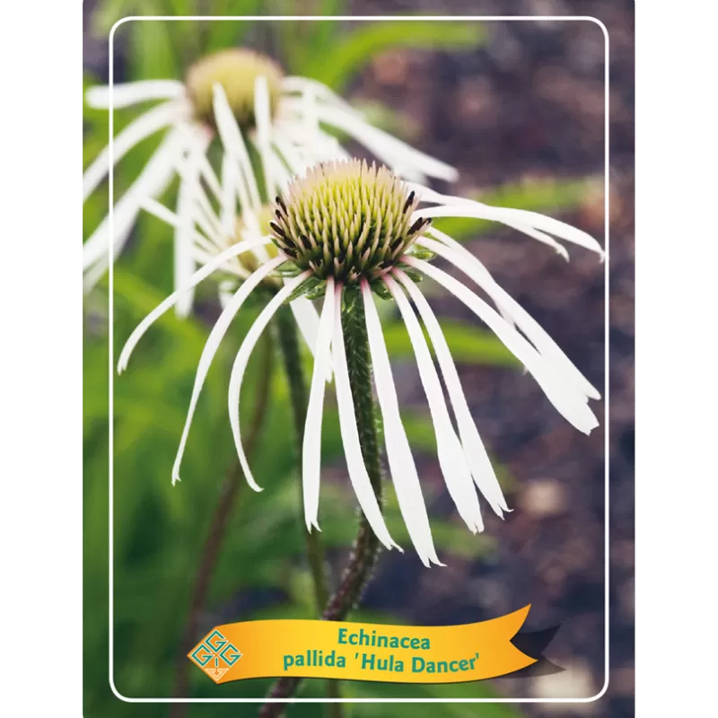 Echinacea HULA DANCER