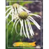 Echinacea HULA DANCER