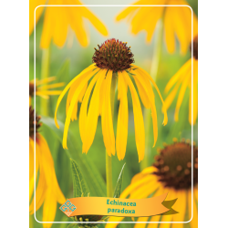 Ežiuolė - Echinacea PARADOXA