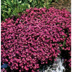 Daugiametės gėlės internetu su pristatymu į namus