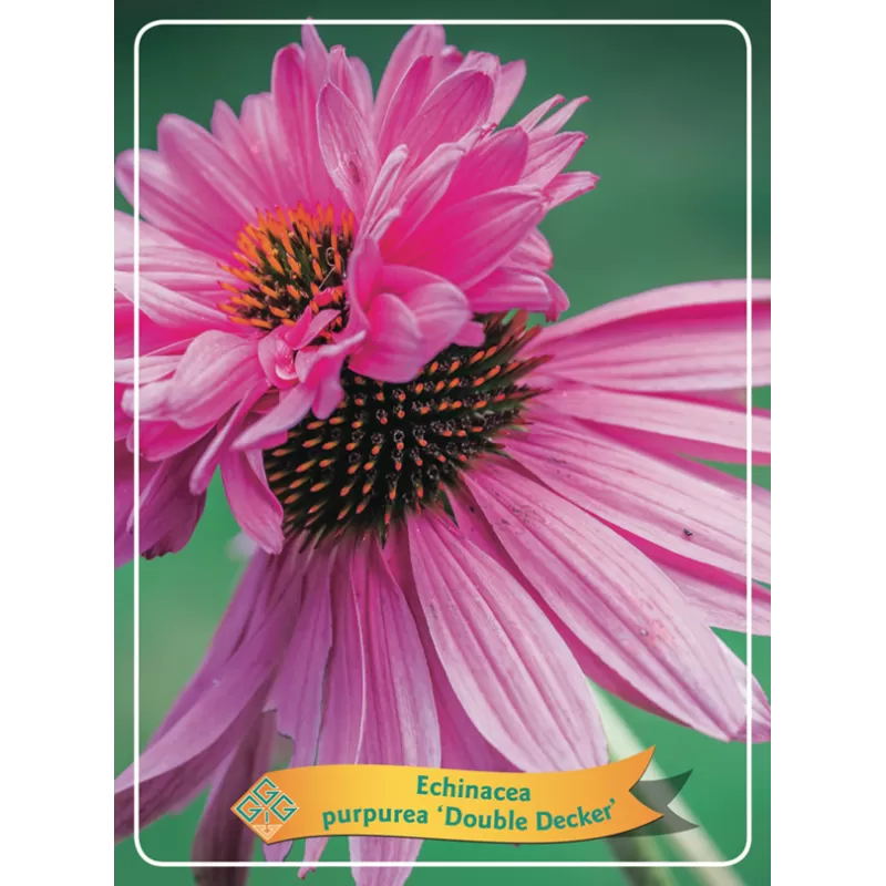 Ežiuolė - Echinacea purpurea DOUBLE DECKER