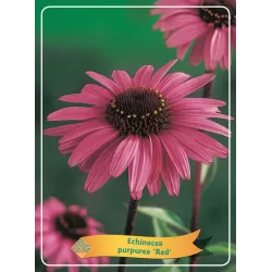 Ežiuolė - Echinacea purpurea RED
