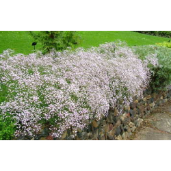 Daugiametės gėlės internetu su pristatymu į namus