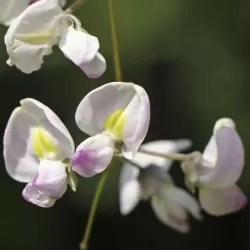 Gausiažiedė (japoninė) visterija ALBA - Wisteria floribunda Alba