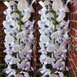 Gausiažiedė (japoninė) visterija ALBA - Wisteria floribunda Alba