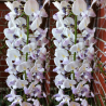 Gausiažiedė (japoninė) visterija ALBA - Wisteria floribunda Alba