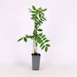 Gausiažiedė (japoninė) visterija ALBA - Wisteria floribunda Alba