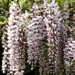 Gausiažiedė (japoninė) visterija ALBA - Wisteria floribunda Alba
