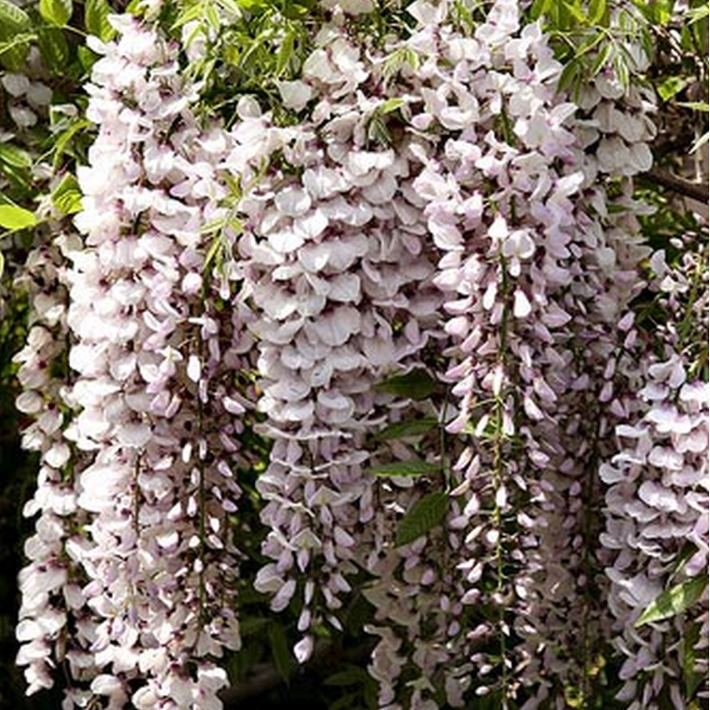 Gausiažiedė (japoninė) visterija ALBA - Wisteria floribunda Alba