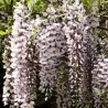 Gausiažiedė (japoninė) visterija ALBA - Wisteria floribunda Alba