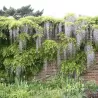 Gausiažiedė (japoninė) visterija ALBA - Wisteria floribunda Alba