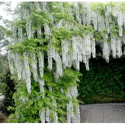 Gausiažiedė (japoninė) visterija ALBA - Wisteria floribunda Alba