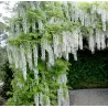 Gausiažiedė visterija - Wisteria floribunda f. alba SHIRO-NODA