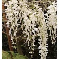 Gausiažiedė visterija - Wisteria floribunda f. alba SHIRO-NODA