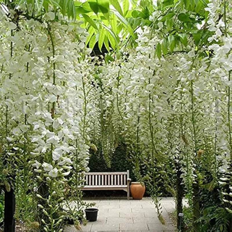 Gausiažiedė (japoninė) visterija ALBA - Wisteria floribunda Alba
