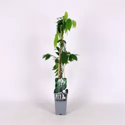 Gausiažiedė (japoninė) visterija ALBA - Wisteria floribunda Alba