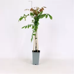 Gausiažiedė visterija - Wisteria floribunda MULTIJUGA (NAGA NODA)