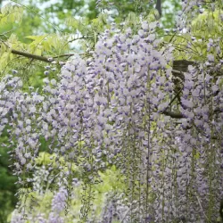 Gausiažiedė (japoninė) visterija ALBA - Wisteria floribunda Alba
