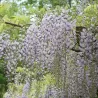 Gausiažiedė visterija - Wisteria floribunda MULTIJUGA (NAGA NODA)