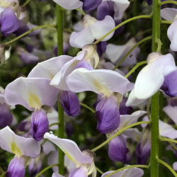 Gausiažiedė (japoninė) visterija ALBA - Wisteria floribunda Alba