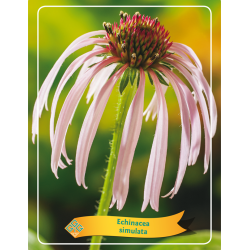 Ežiuolė - Echinacea SIMULATA