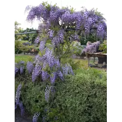 Gausiažiedė (japoninė) visterija ALBA - Wisteria floribunda Alba