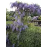 Gausiažiedė visterija - Wisteria floribunda ISSAI-NAGA